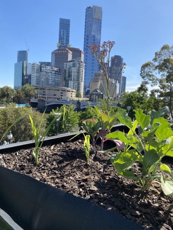 Urban farming in the heart of Melbourne