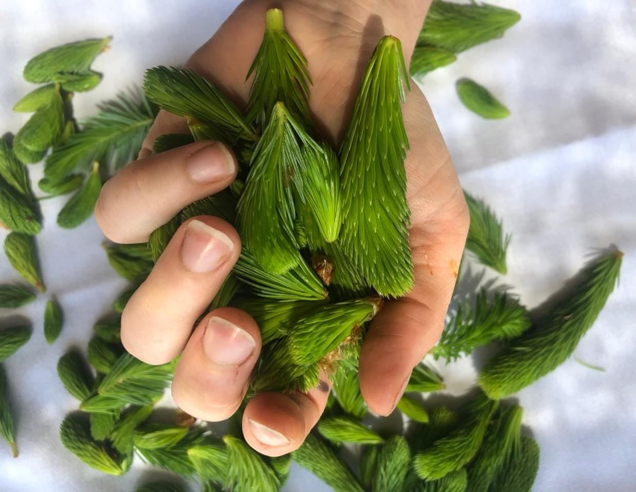 hand with green leaves